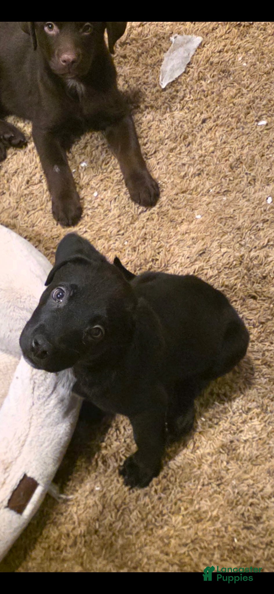 Mixed Breed dogs for sale: Runt - Ad 1