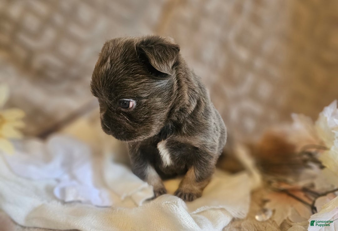 French Bulldog dogs for sale: Biscotti AKC Fluffy  - Ad 6