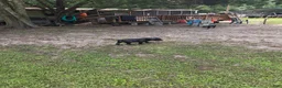 Cane Corso dogs for sale: Cane Corso 3 - Ad 4