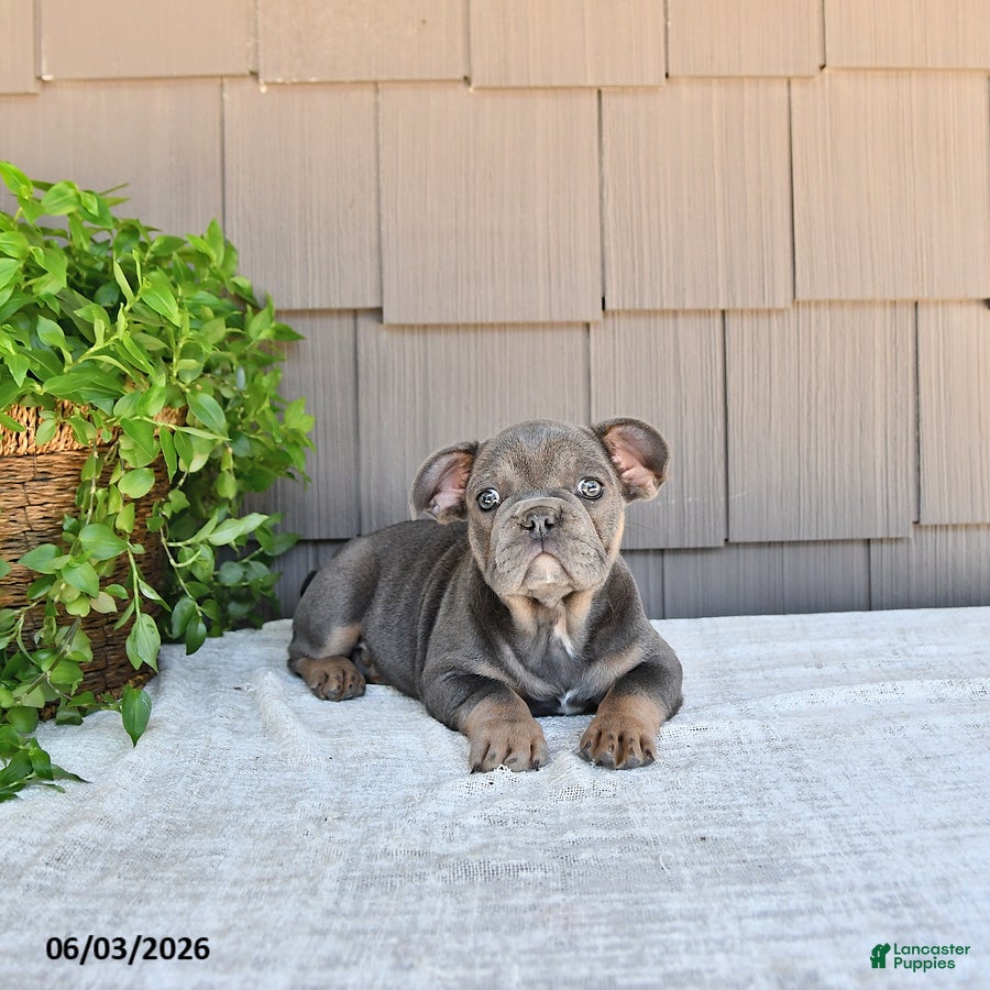French Bulldog dogs Twila - Ad 1