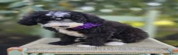 Sheepadoodle dogs for sale: Haley - Ad 3