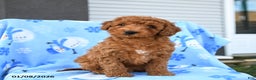 Mini Goldendoodle dogs for sale: Waylon - Ad 2