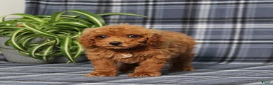 Xara