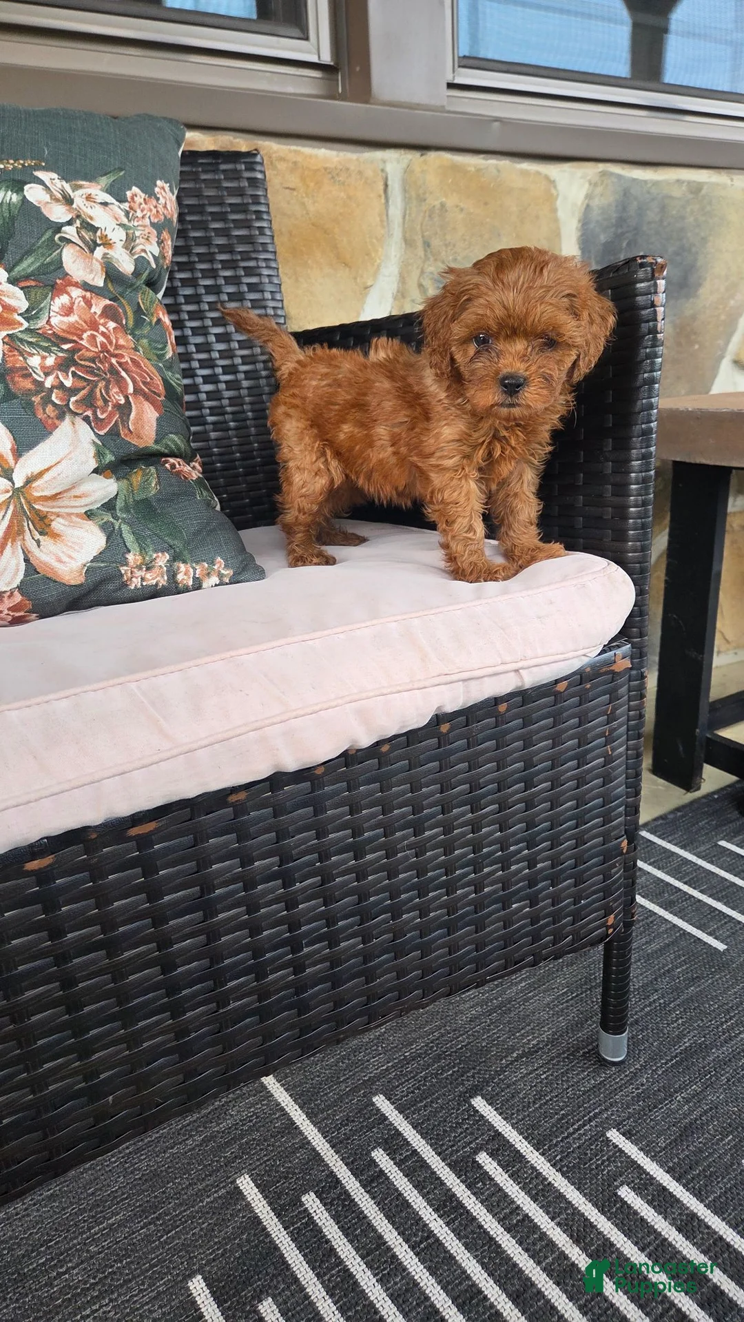 Cavapoo dogs for sale: Felicity - Ad 2