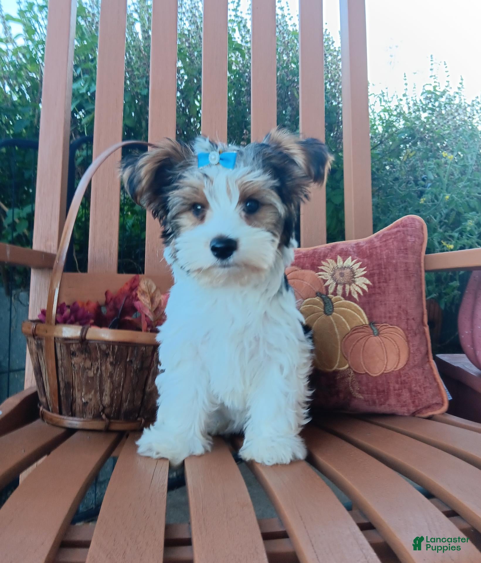 Mixed Breed dogs for sale: Marshmellow - Ad 35