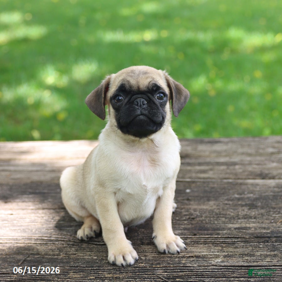 Pug dogs Luke - Ad 2