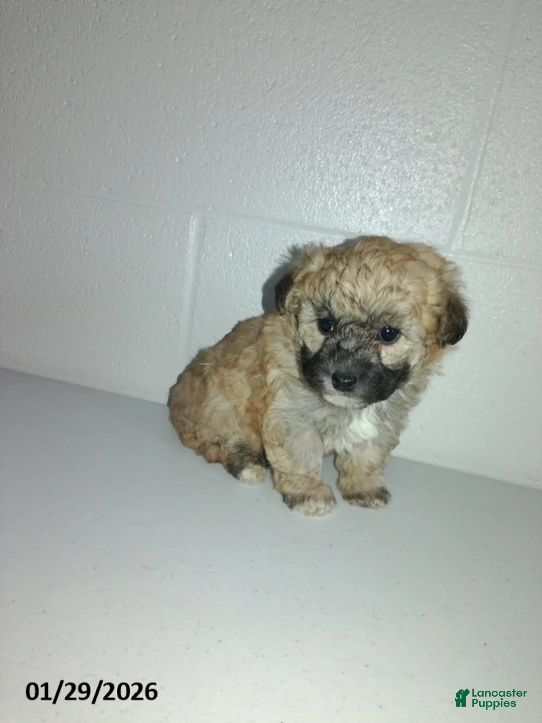 Yorkiepoo dogs for sale: Cara  - Ad 18