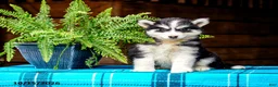 Pomsky dogs for sale: Tigger - Ad 4