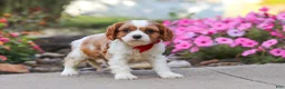 Cavalier King Charles Spaniel dogs for sale: Luca - Ad 3