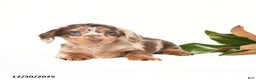 Miniature Dachshund dogs for sale: Cherub - Ad 4