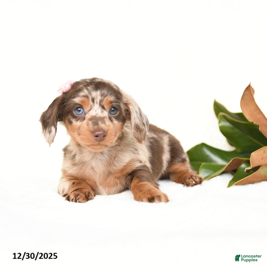Miniature Dachshund dogs for sale: Cherub - Ad 4