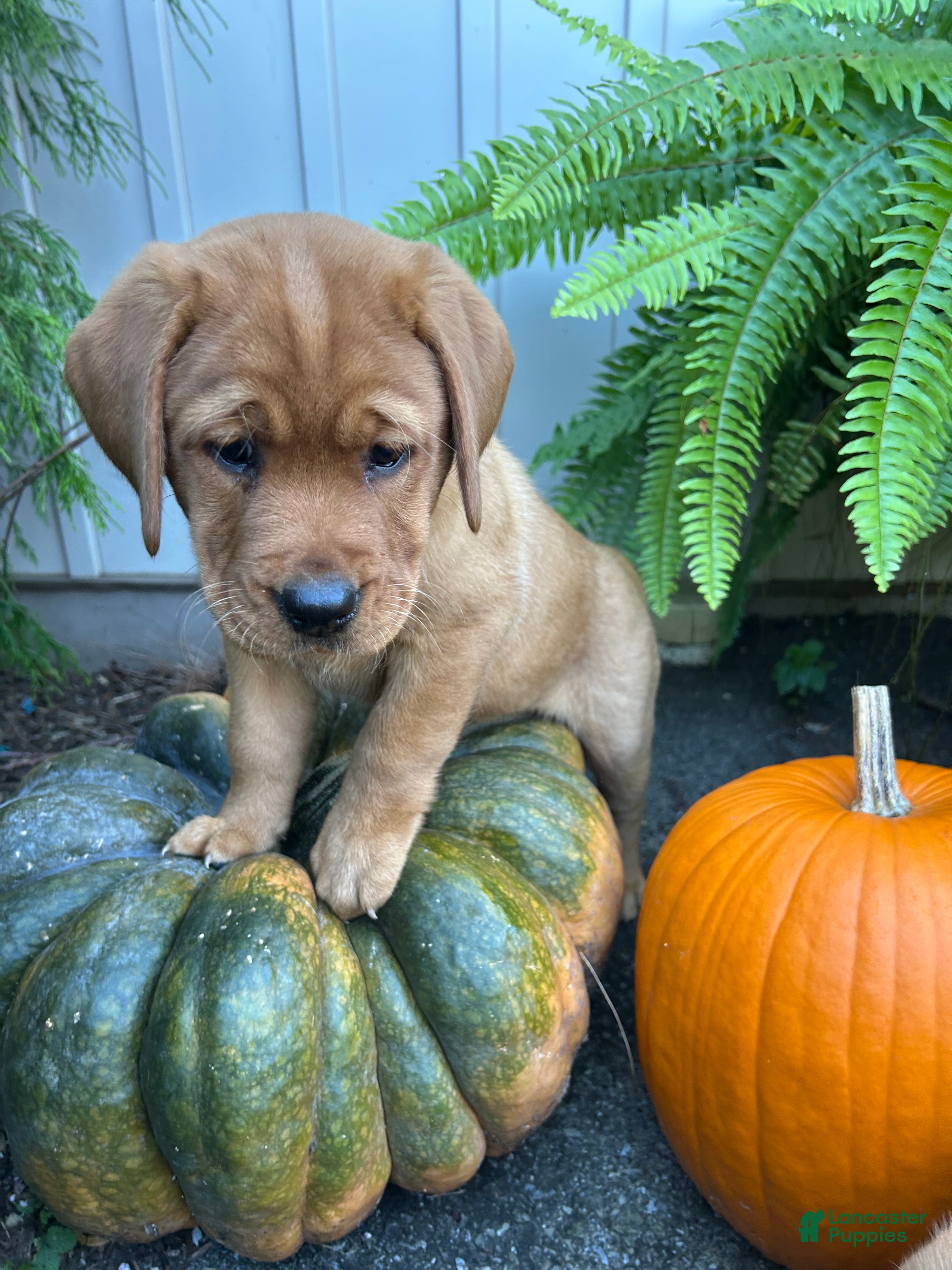 Labrador Retriever dogs for sale: Bailey - Ad 2