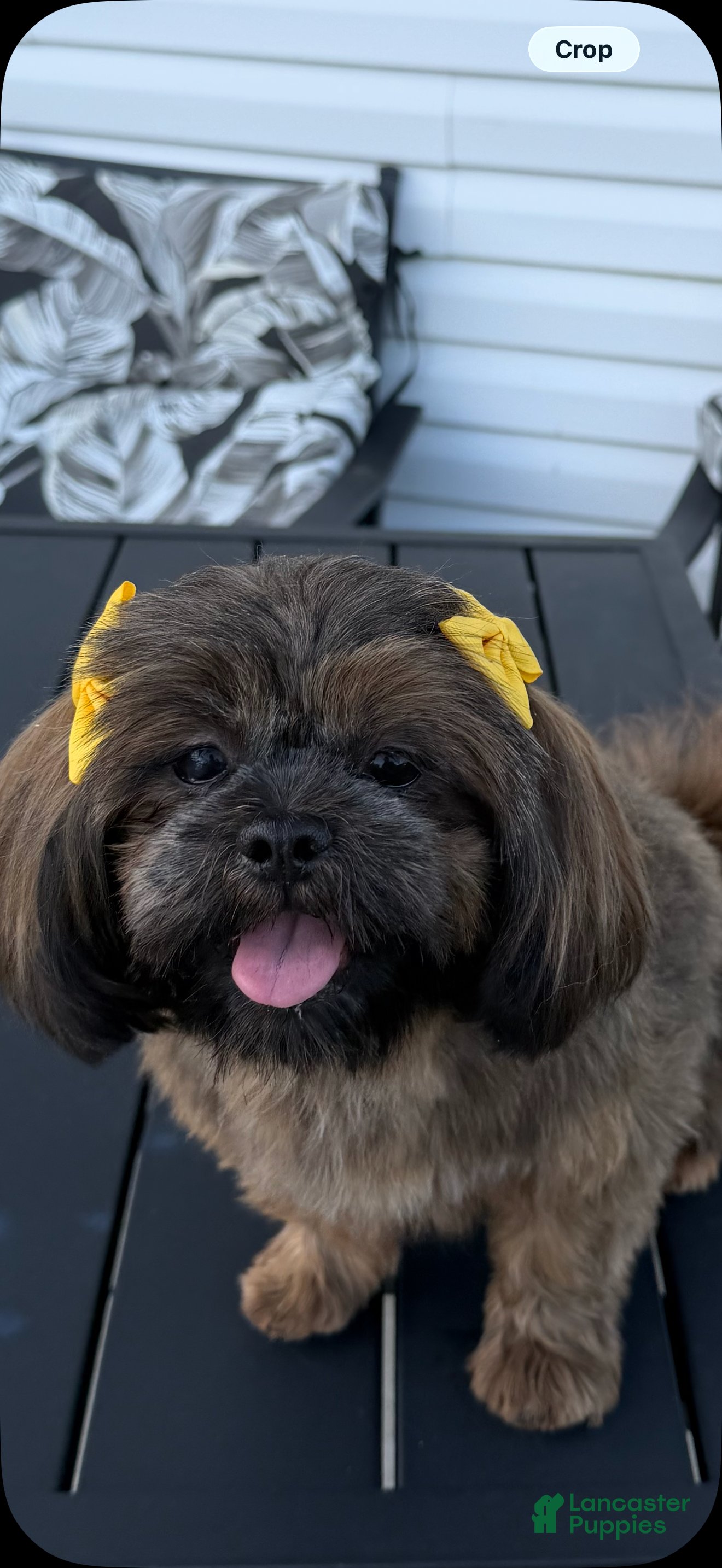 Shih Tzu dogs for sale: Shih Tzu 1 - Ad 1