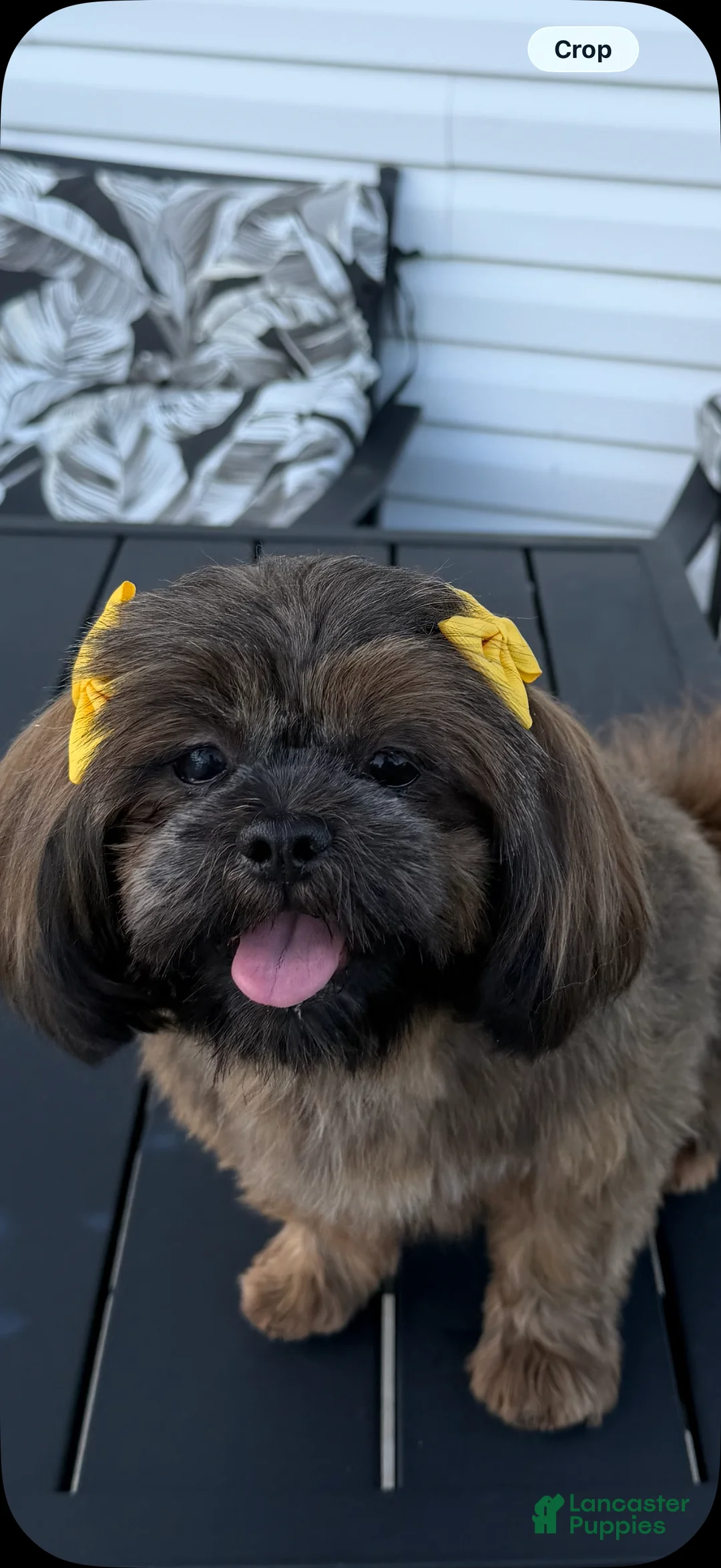 Shih Tzu dogs for sale: Shih Tzu 1 - Ad 1
