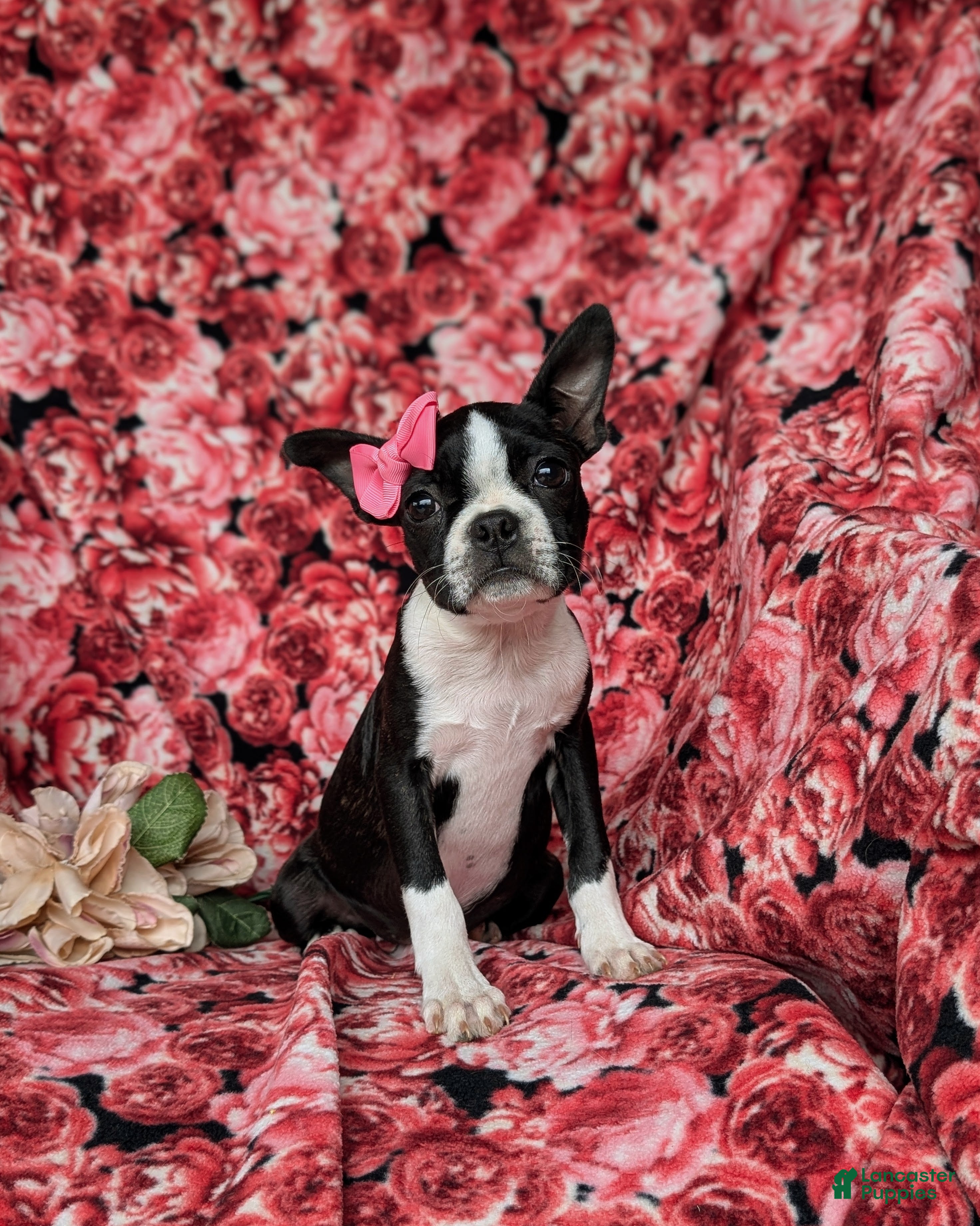 Boston Terrier dogs for sale: Eliza - Ad 1