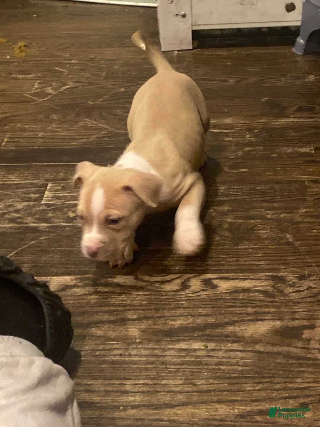 American Pit Bull Terrier dogs for sale: American Pit Bull Terrier Puppy 1 - Ad 1