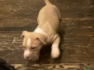 American Pit Bull Terrier dogs American Pit Bull Terrier Puppy 1 - Ad 27