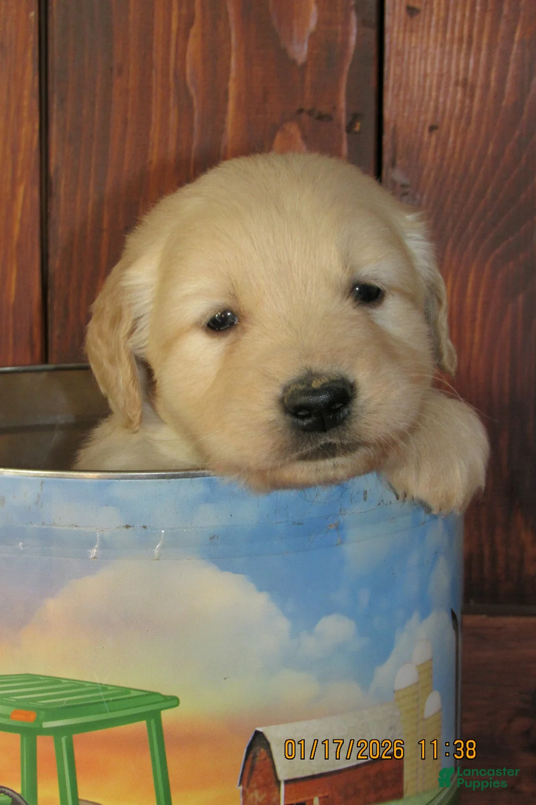 Golden Retriever dogs for sale: Golden Retriever Puppy 6 Tuck - Ad 2