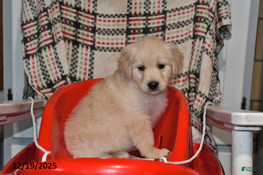Mixed Breed dogs for sale: Abby - Ad 1