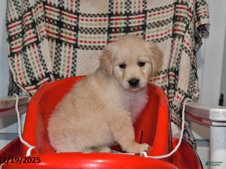 Mixed Breed dogs Abby - Ad 36