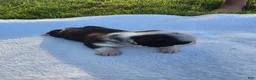 Pug dogs for sale: Male panda pug puppy - Ad 6