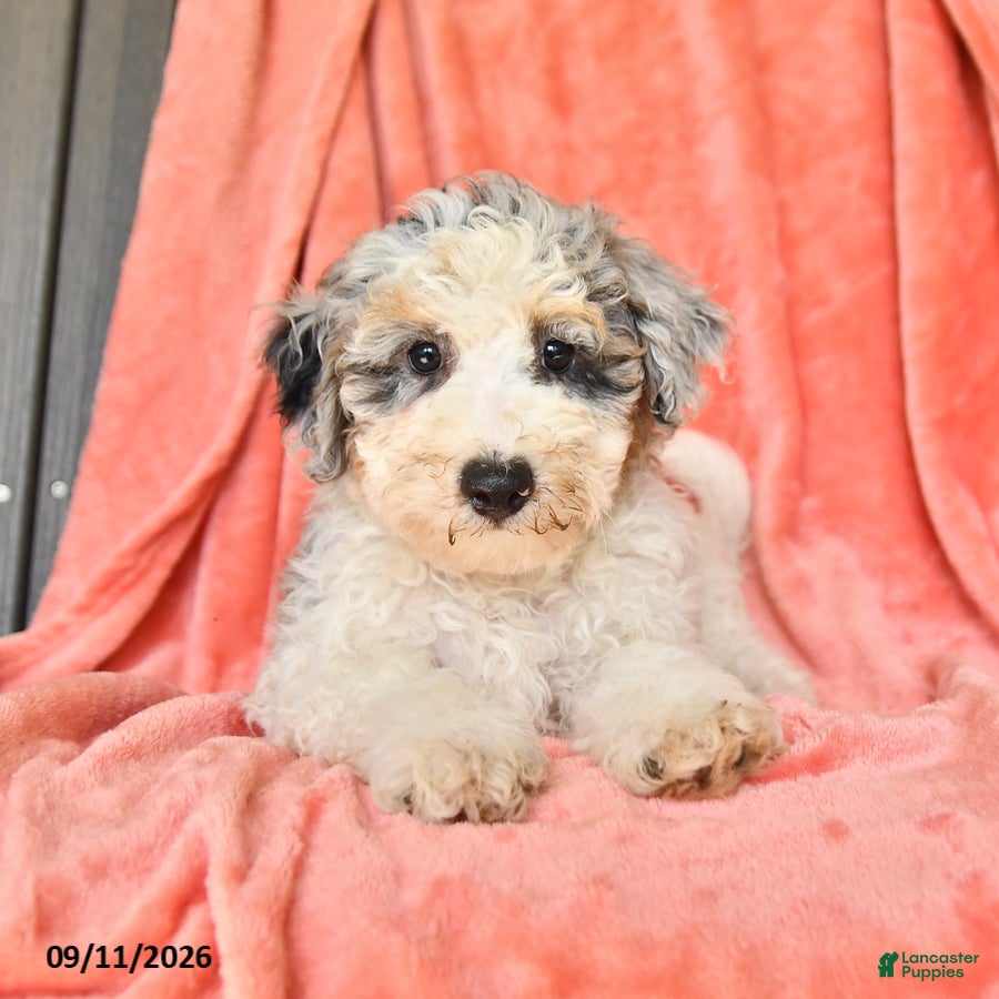 Bichpoo dogs Star - Ad 2