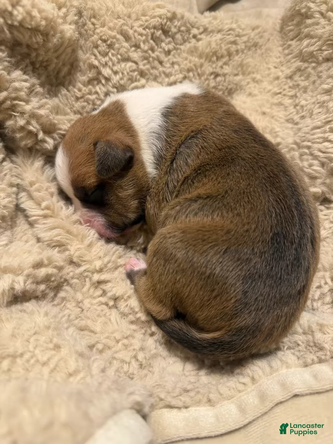 American Bully dogs for sale: American Bully 9 - Ad 2