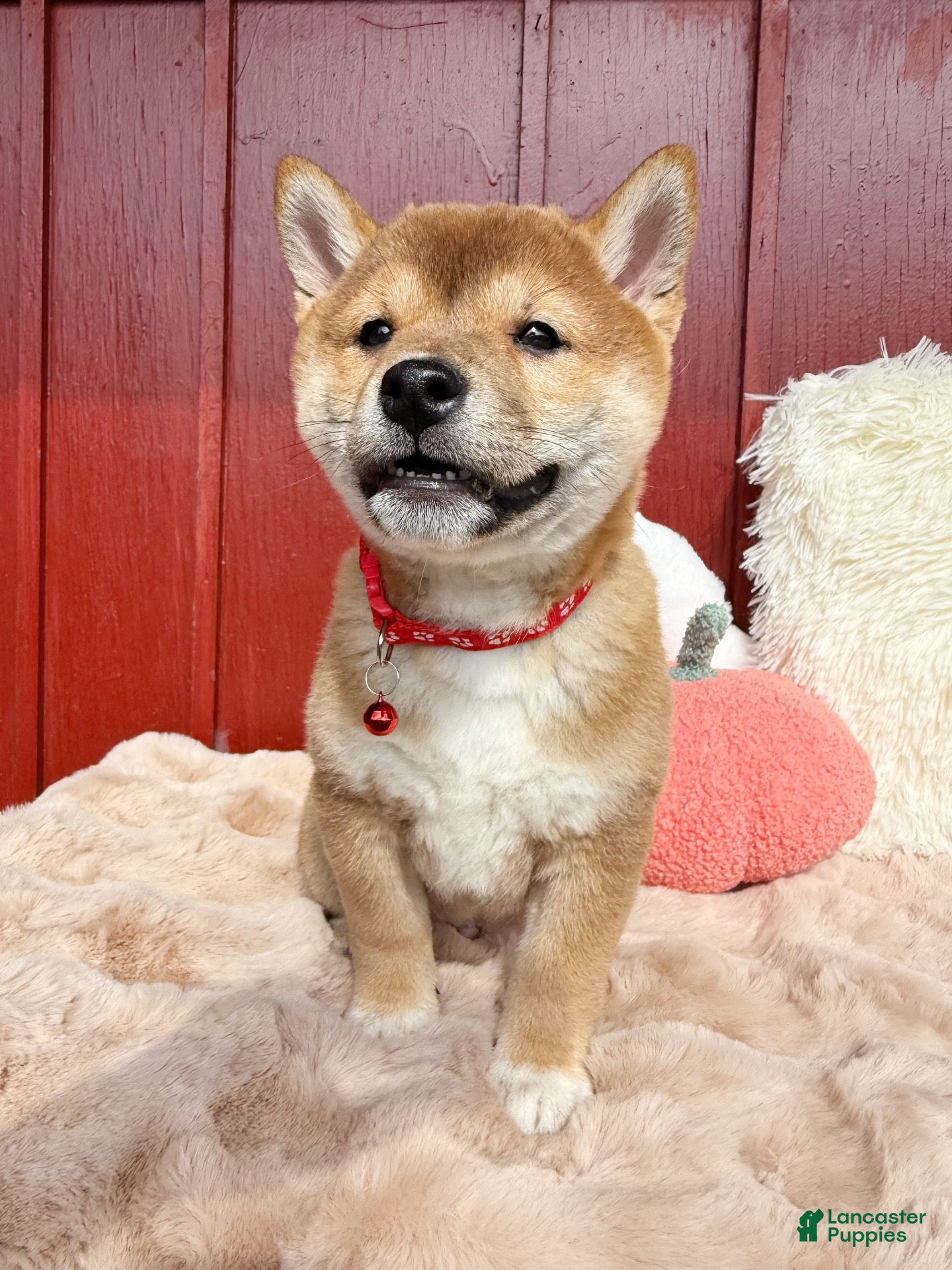 Shiba Inu dogs for sale: ❤️ Wolfy ❤️ - Ad 2