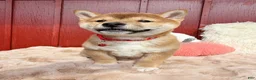 Shiba Inu dogs for sale: ❤️ Wolfy ❤️ - Ad 1