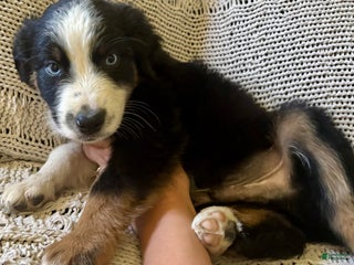 Australian Shepherd dogs - Ad 9