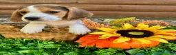 Beagle dogs for sale: Bailey - Ad 8