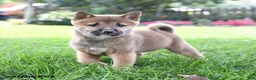 Shiba Inu dogs for sale: Buster - Ad 1
