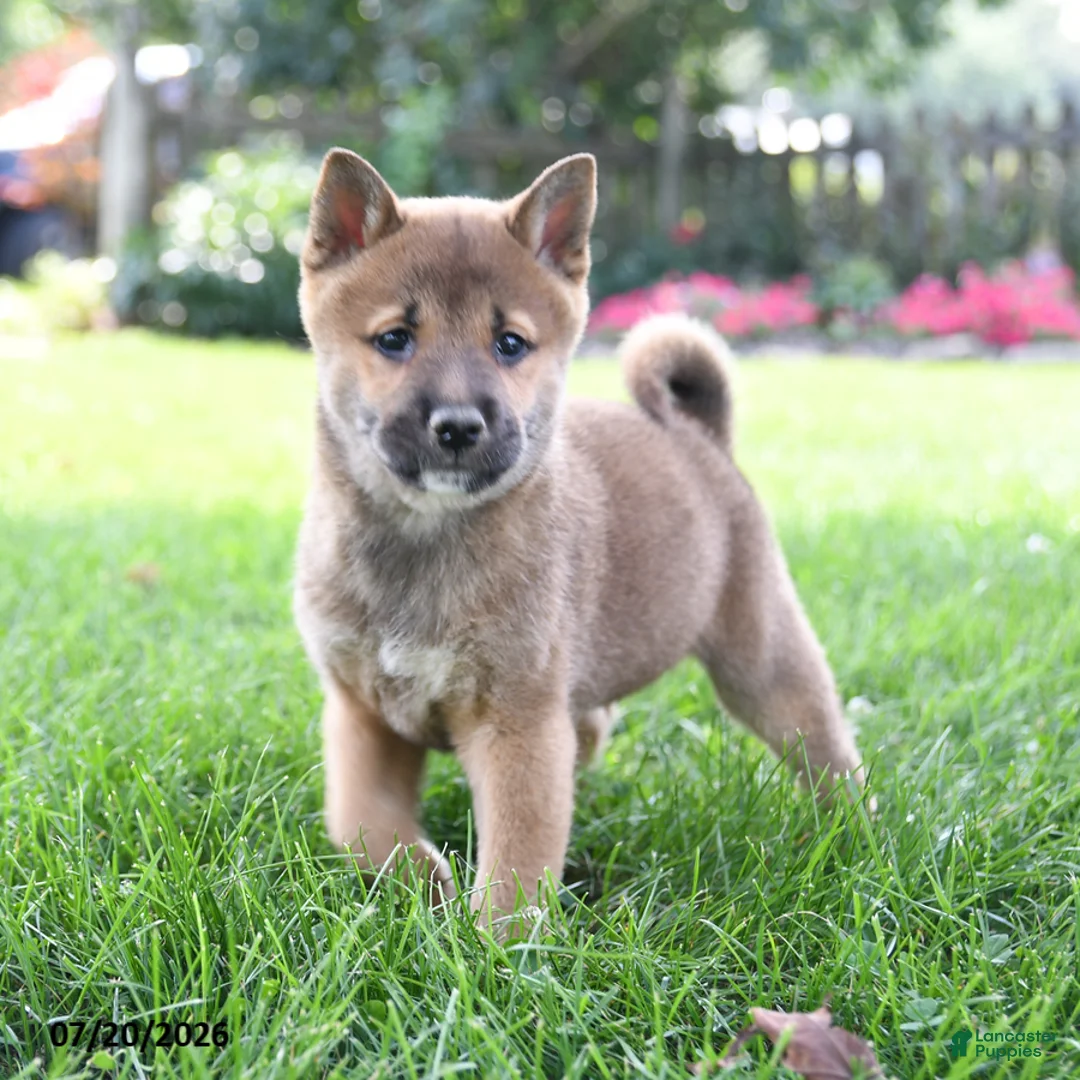 Shiba Inu dogs for sale: Buster - Ad 1