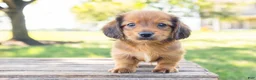 Miniature Dachshund dogs for sale: Peanut - Ad 6