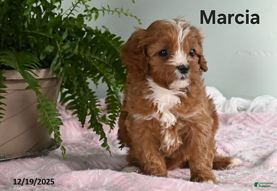 Cavapoo dogs Marcia - Ad 25