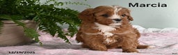 Cavapoo dogs for sale: Marcia - Ad 1