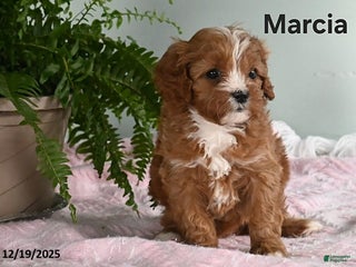 Cavapoo dogs Marcia - Ad 25