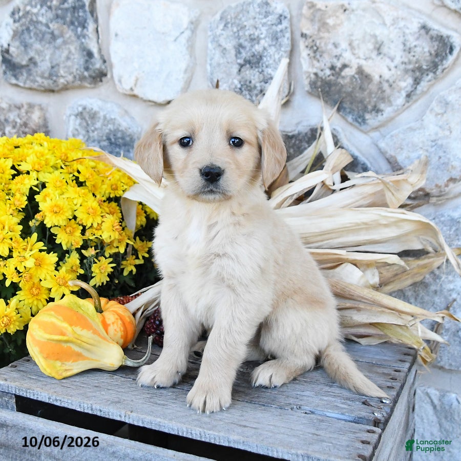Golden Retriever dogs Daisy - Ad 1