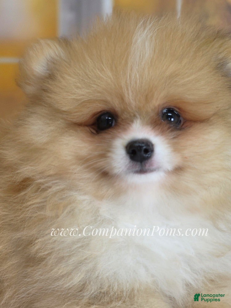 Teacup Dog Price Free Pomeranian Puppies Near Me Toy Pomeranian