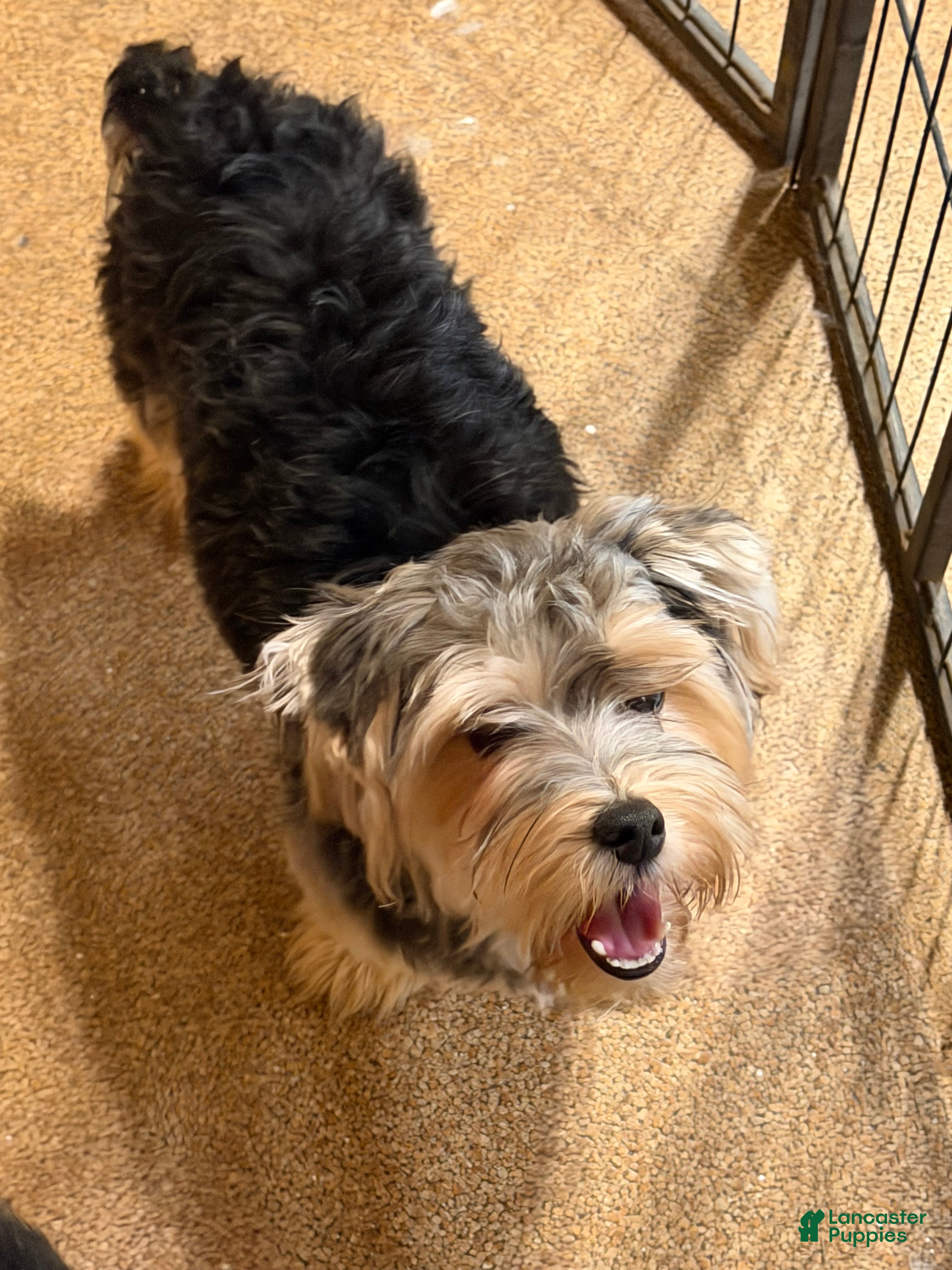Yorkshire Terrier dogs Yorkshire Terrier 1 - Ad 6