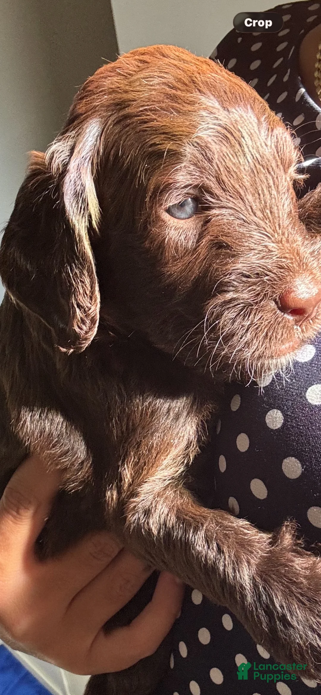 Goldendoodle dogs for sale: Goldendoodle 1 - Ad 1