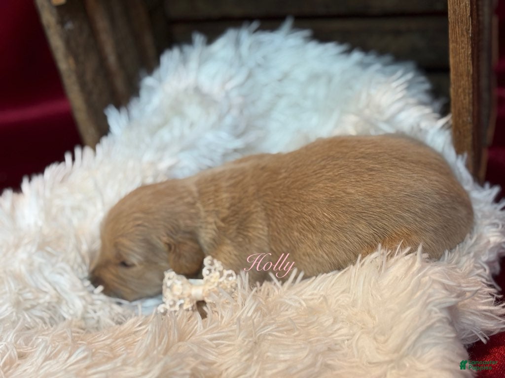 Golden Retriever dogs for sale: Holly - Ad 2