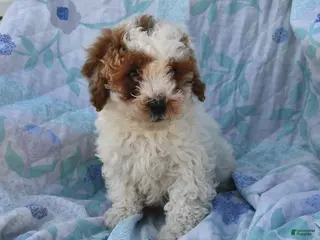 Cavapoo dogs for sale: Petey - Ad 1