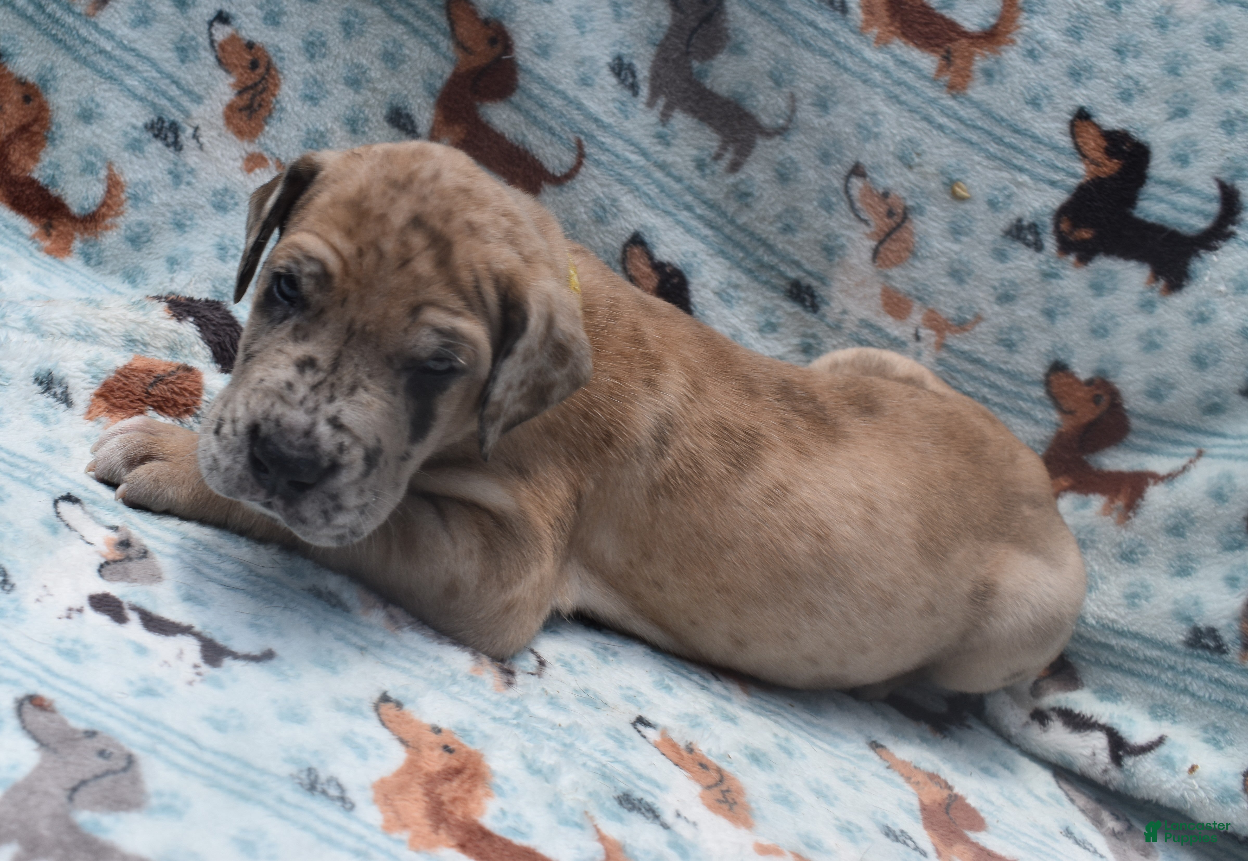 Great Dane dogs Great Dane - Yellow Collar - Fawn Merle (Scooby Doo) - Ad 2
