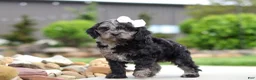 Cavapoo dogs for sale: Paris - Ad 7