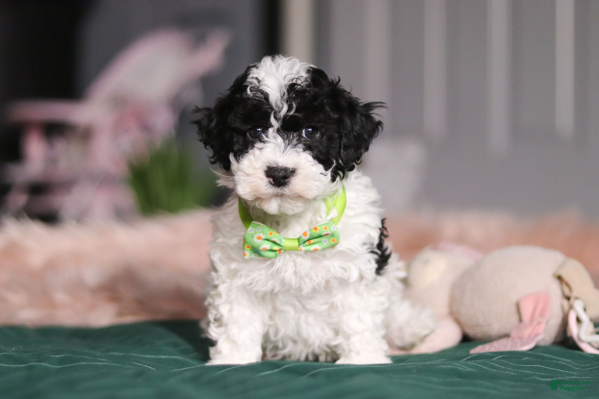 Miniature Poodle dogs Bentley - Ad 4