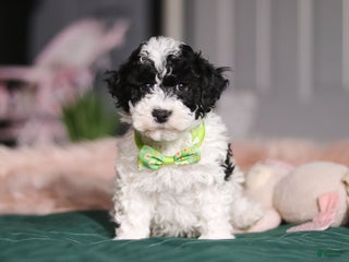 Miniature Poodle dogs Bentley - Ad 18