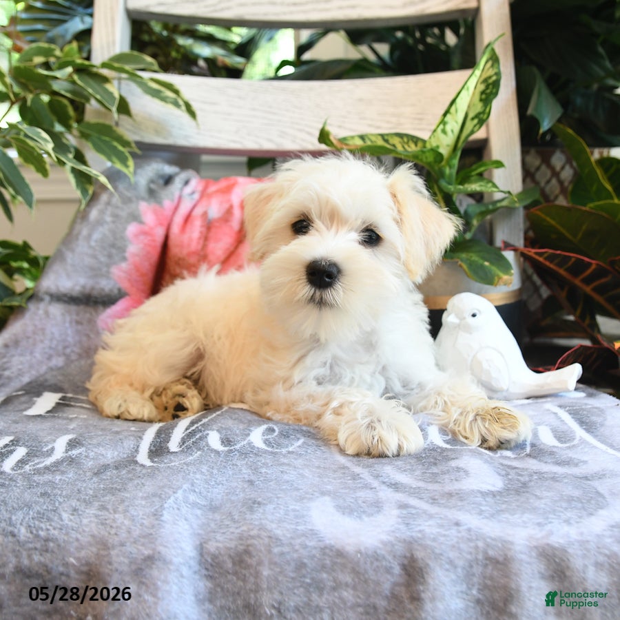 Miniature Schnauzer dogs Millie - Ad 2