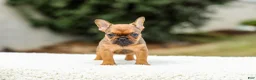 French Bulldog dogs for sale: Nico - Ad 5