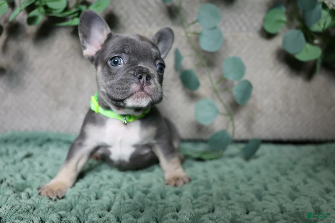 French Bulldog dogs for sale: Derek  - Ad 2